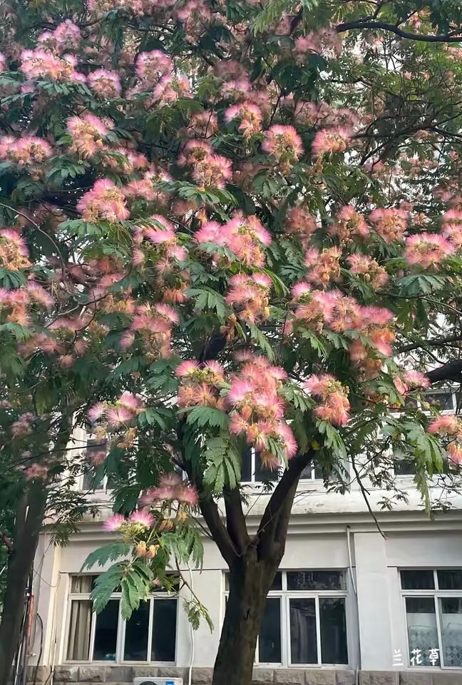 合欢花，我心中的花。
当年听于淑珍演唱歌曲《合欢花 我心中的花》，多么情深意切，