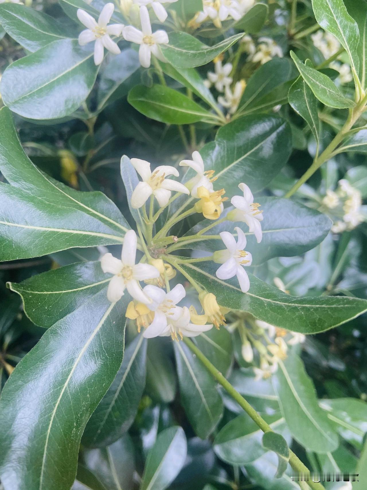 高高挂在树枝上的花儿，似乎都已经凋谢了。

于是将目光放在身边的小灌木上，绿油油