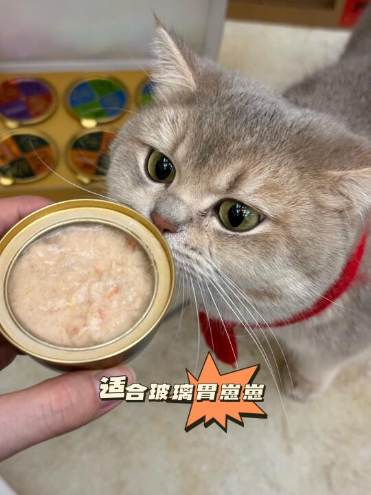 金饭碗！我们猪咪也是吃上了！