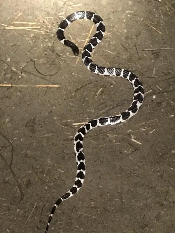 网红嫌药费太贵放弃治疗
10月26日晚，湖南洞口县网红尹无才被银环蛇咬伤，随后前