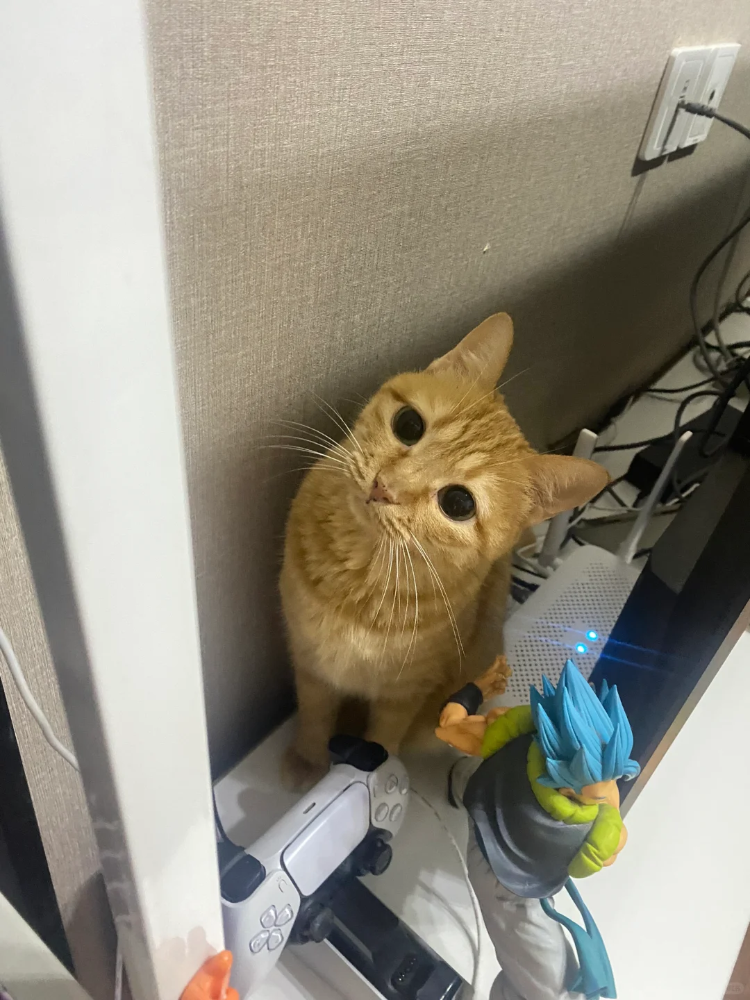 谁敢相信这是7岁小猫的状态…