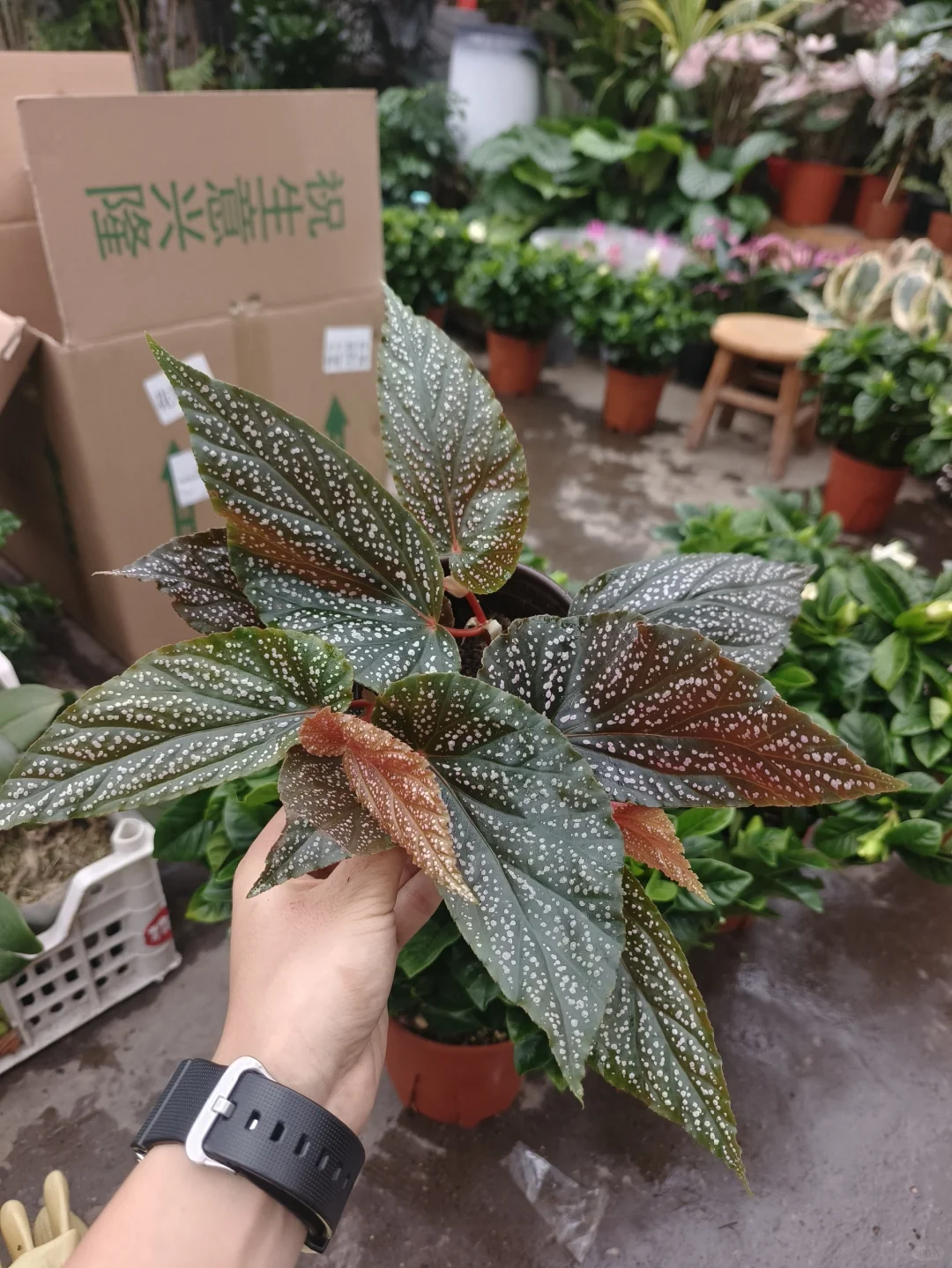秋海棠到新啦🧡乌鲁木齐绿植