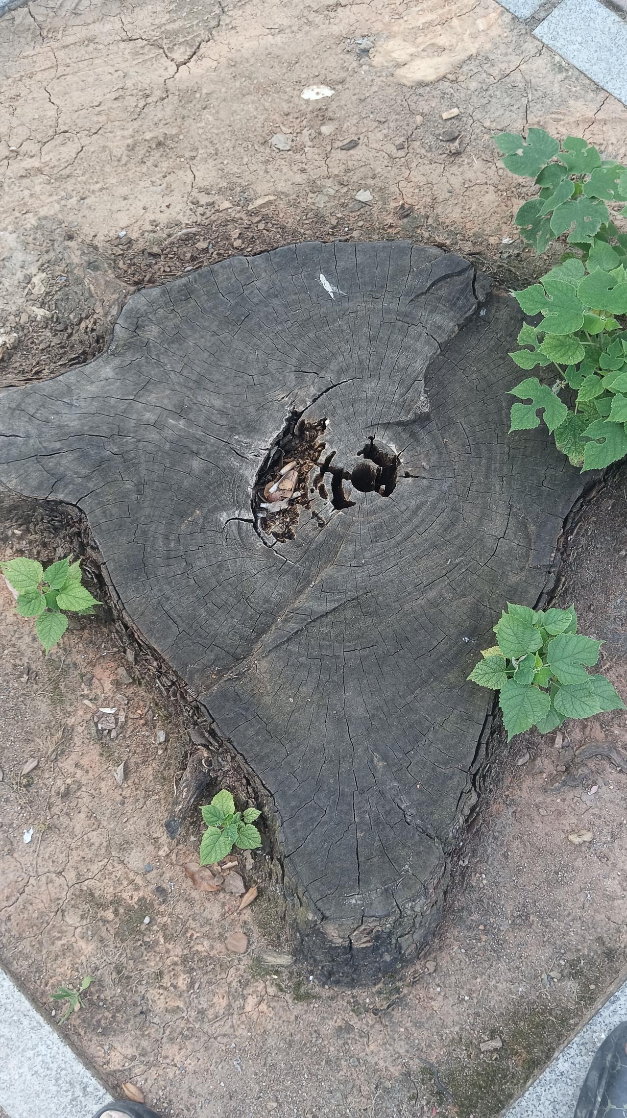 你这么看待莫言的伟大？莫桑什么地方很伟？什么地方很大？有谁告诉我！