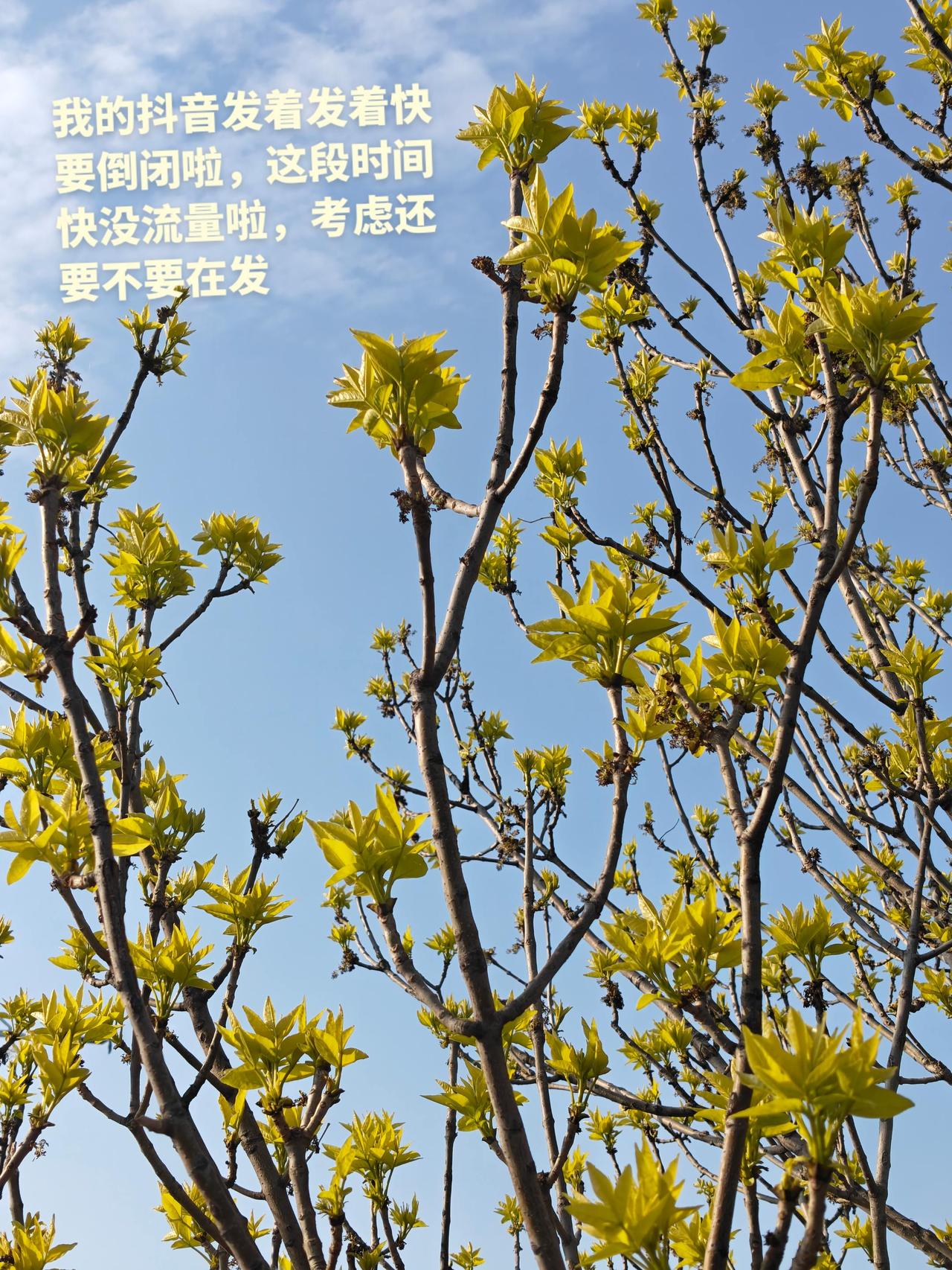 我的抖音发着发着就快要倒闭啦 我还要不要再发