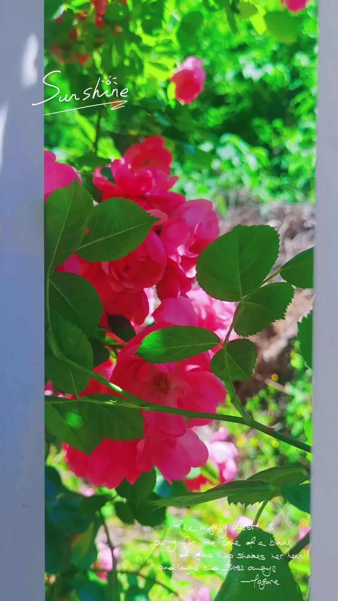 每次路过都忍不住停留拍照，粉粉的花瓣像把春天锁在了墙上。风一吹，花瓣轻轻飘落，连