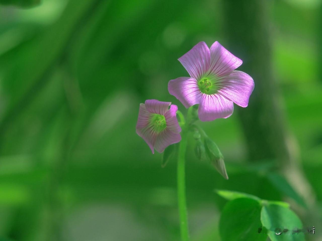 #上联：叶舞秋风起，邀下联#花开春雨来