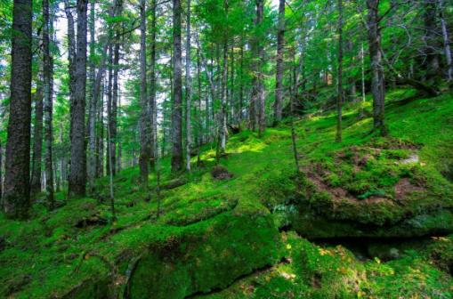 如果打仗了往山里跑安不安全？就这么跟你说吧，10个人躲山里，大概只有7~8个能活