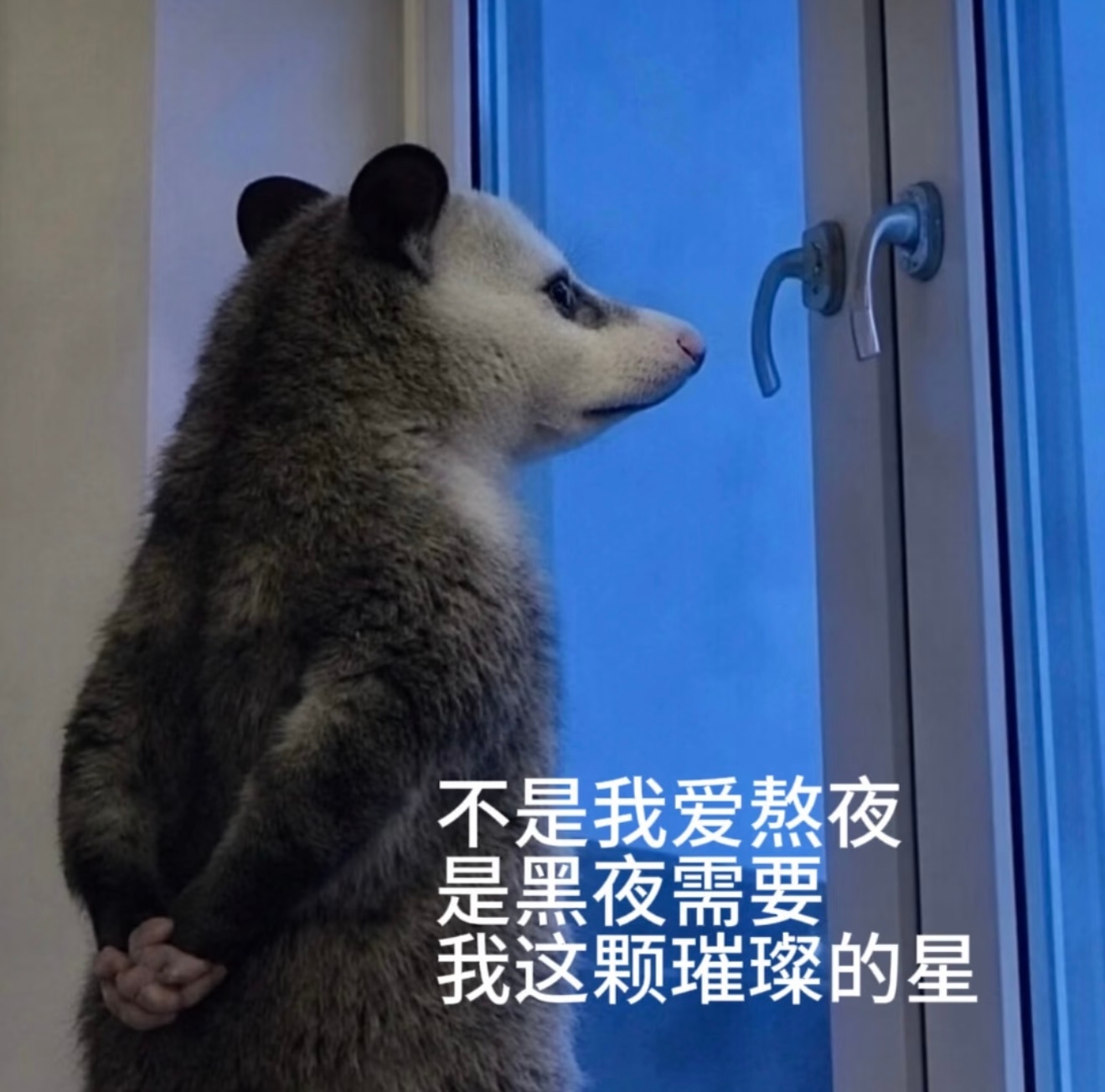 水饺！！ 