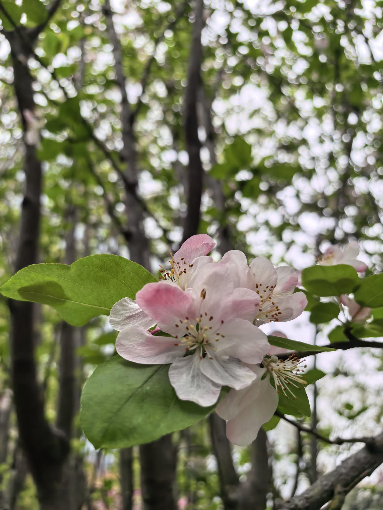 75岁妈妈任性买房留给弟弟，临门一脚却因5000块迎来变化，沉默的5天又3天，现