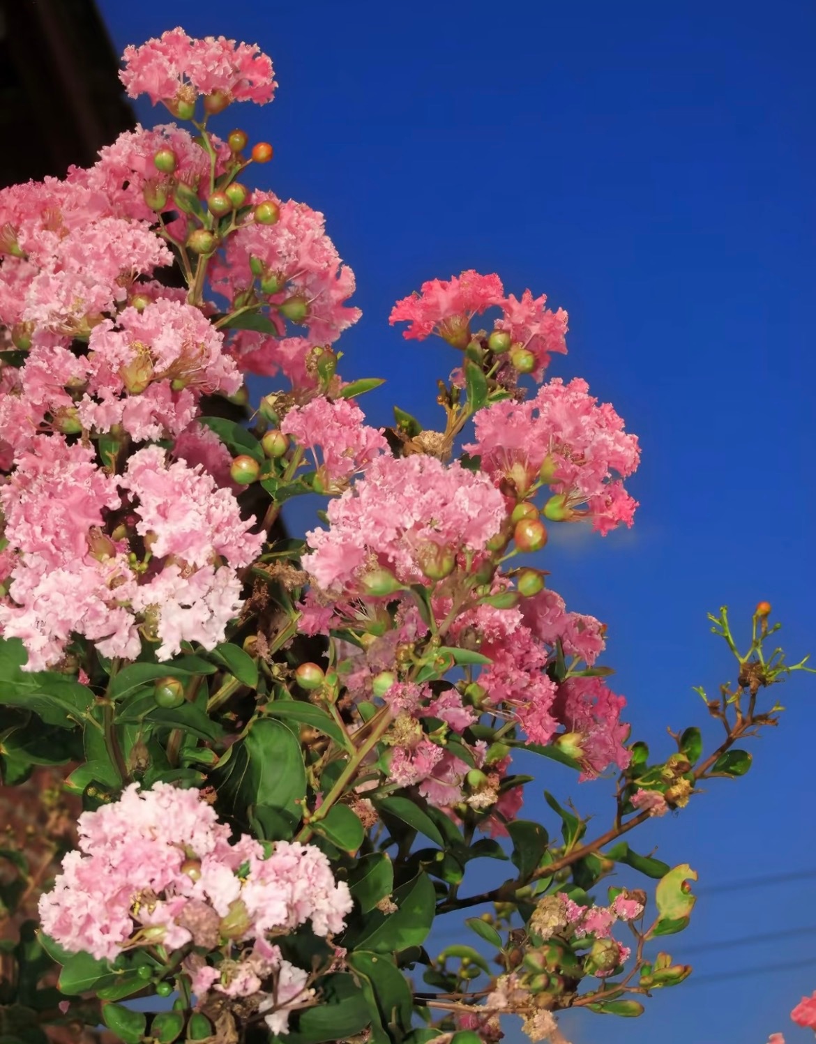 紫薇花种植1. 栽培方式：园土+腐叶土+粗沙，普通疏松透气土；木质乔木根系深，适