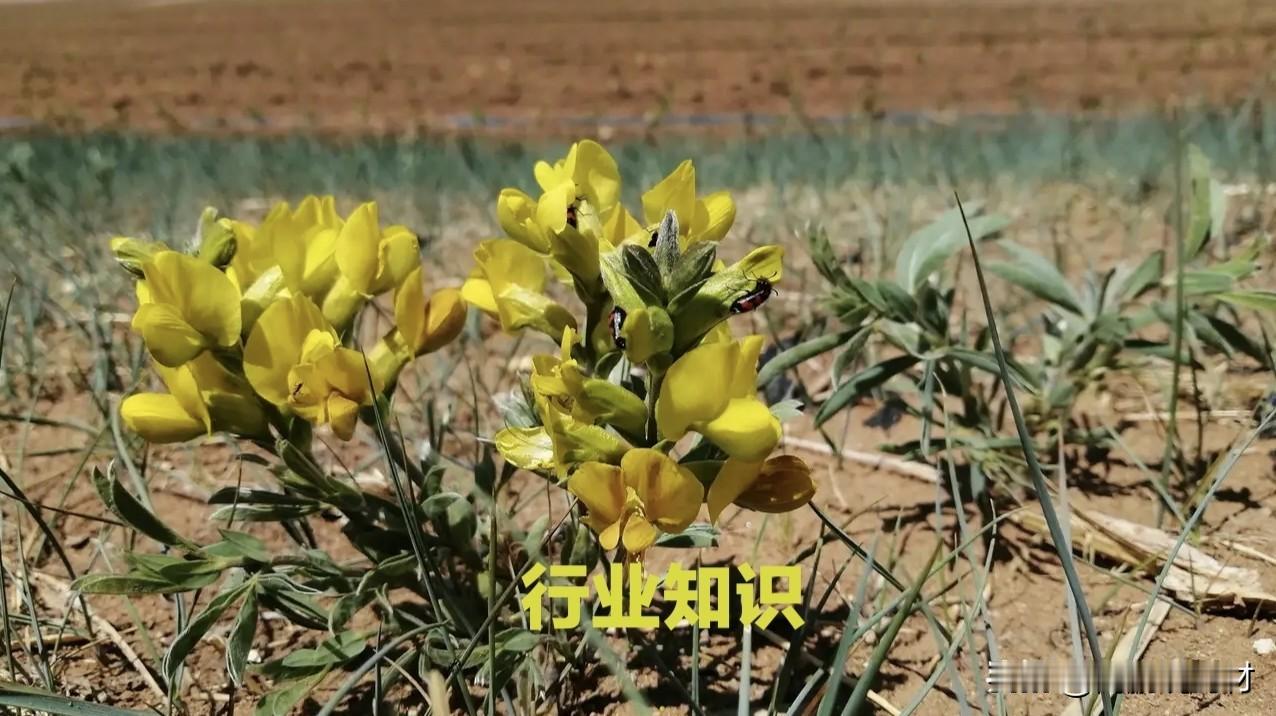 【科普】毒性中药知多少

2020年版《中国药典》对毒性药材进行了分类，分为有大