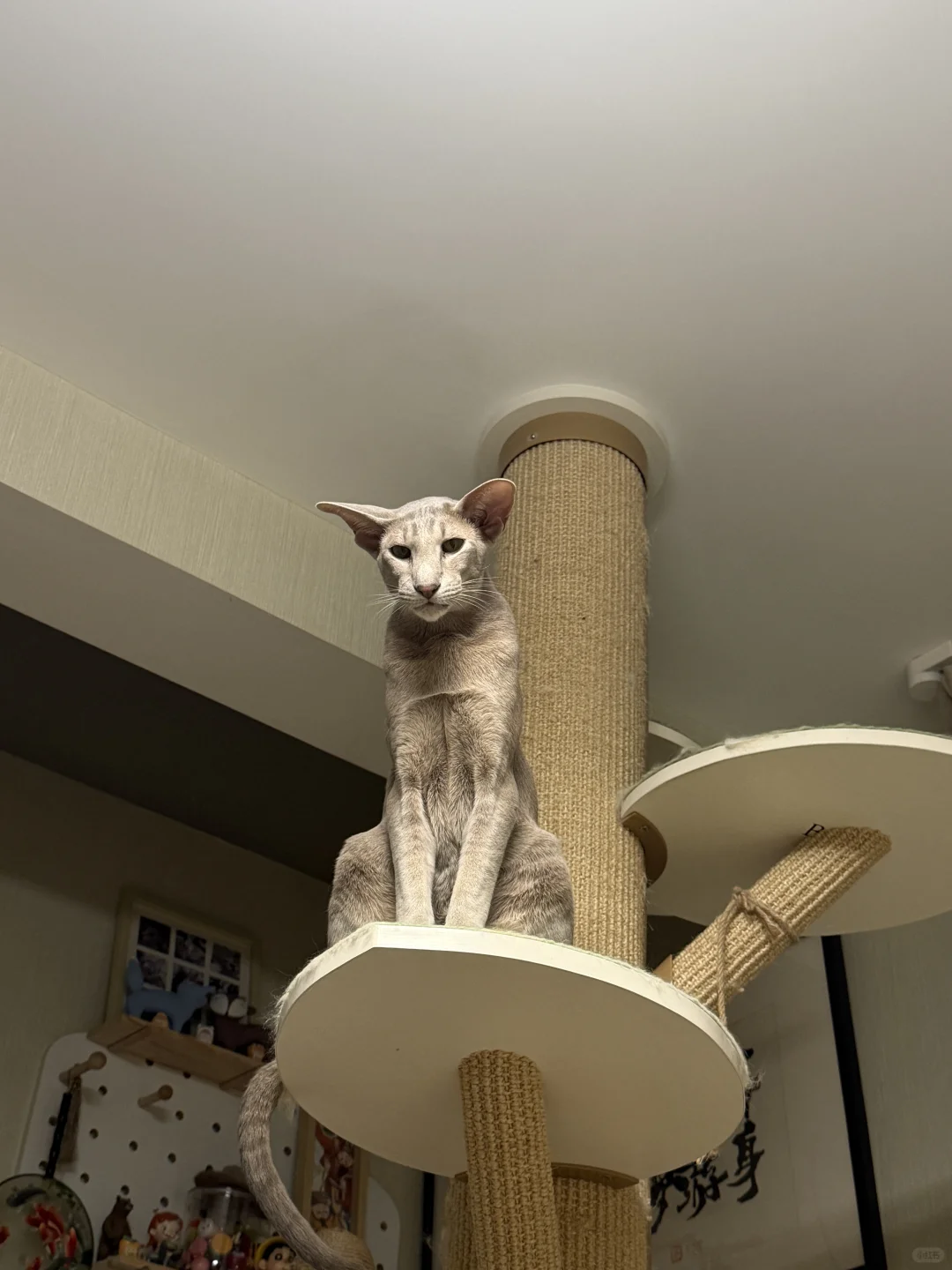 猫头监控
