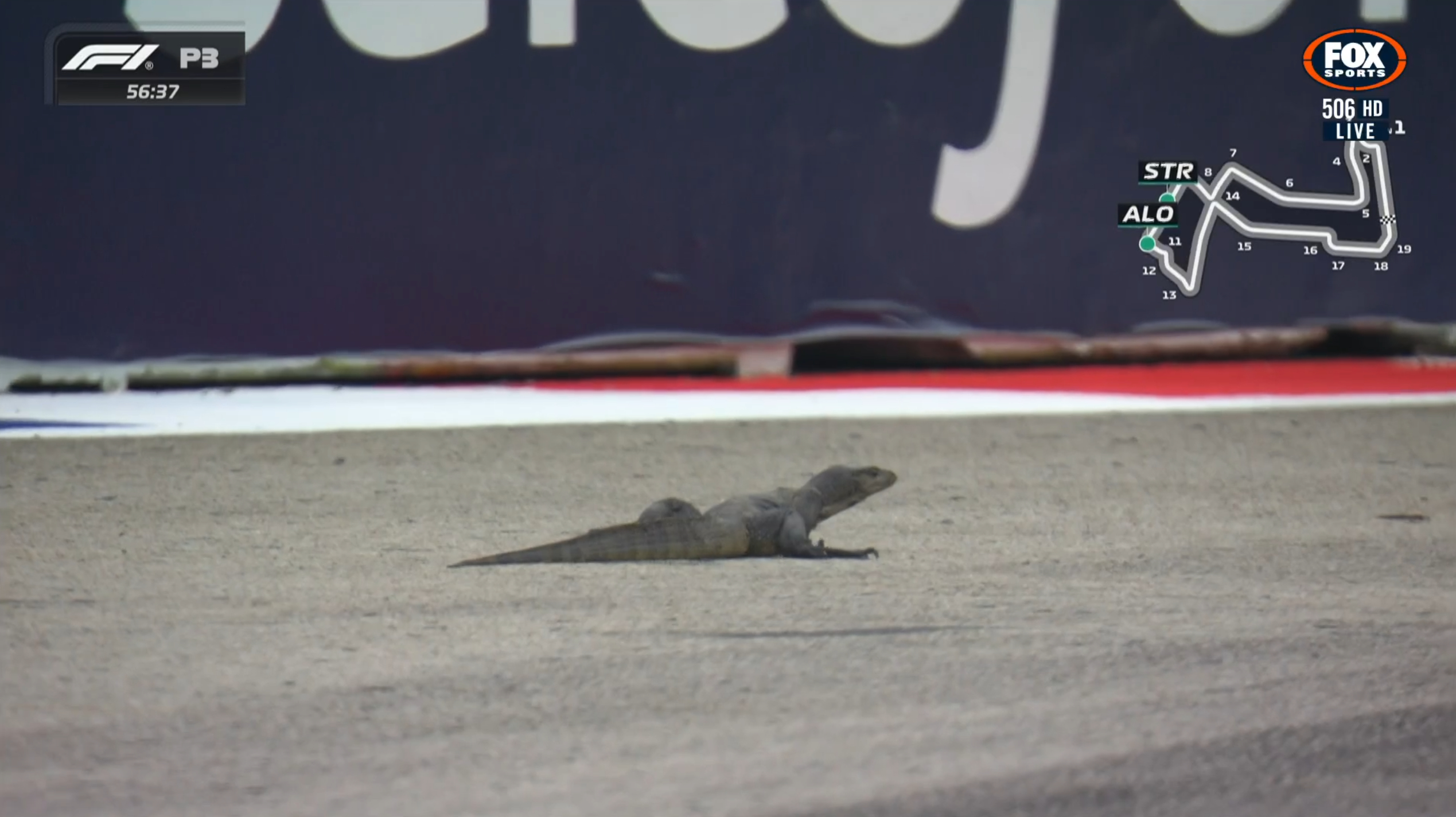 哥斯拉又来了🦎#F1##2024F1新加坡大奖赛# ​​​