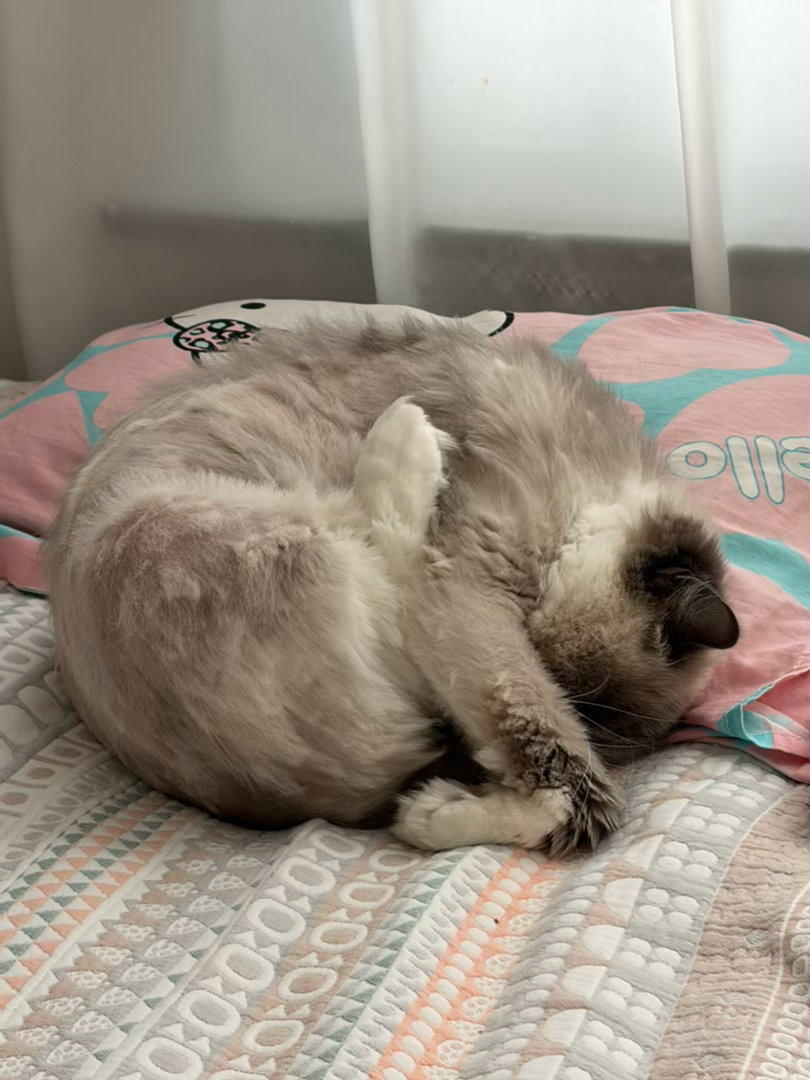 猫这睡姿