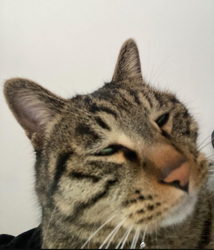 49043【丑猫】王的蔑视 
