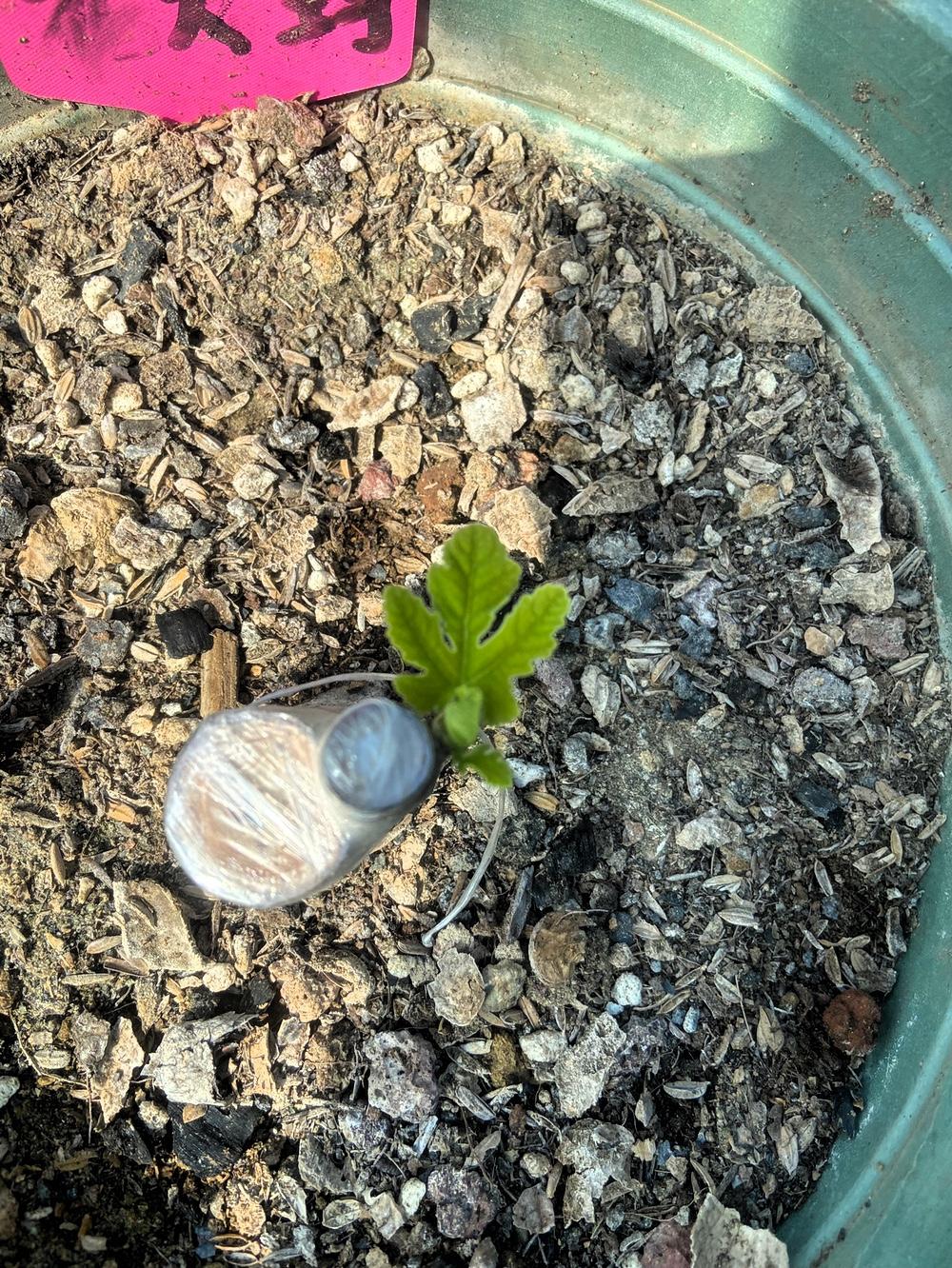 师傅分享的花大玛发芽啦！据说花叶老虎无花果是波姬红变异的，花大玛则是马斯易掏芬变