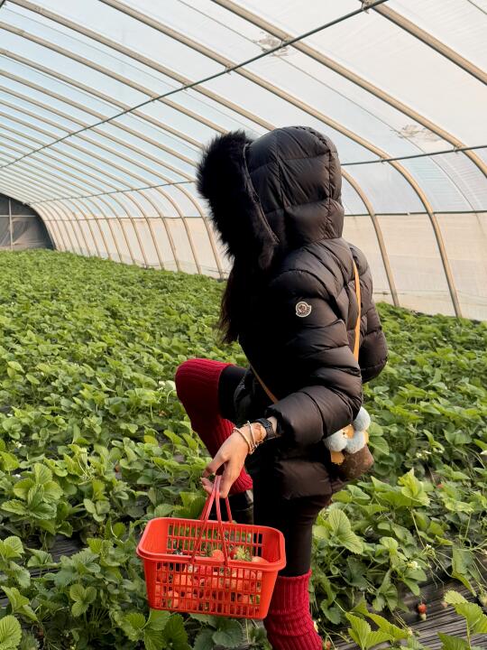 摘草莓的蒙口女孩儿🍓