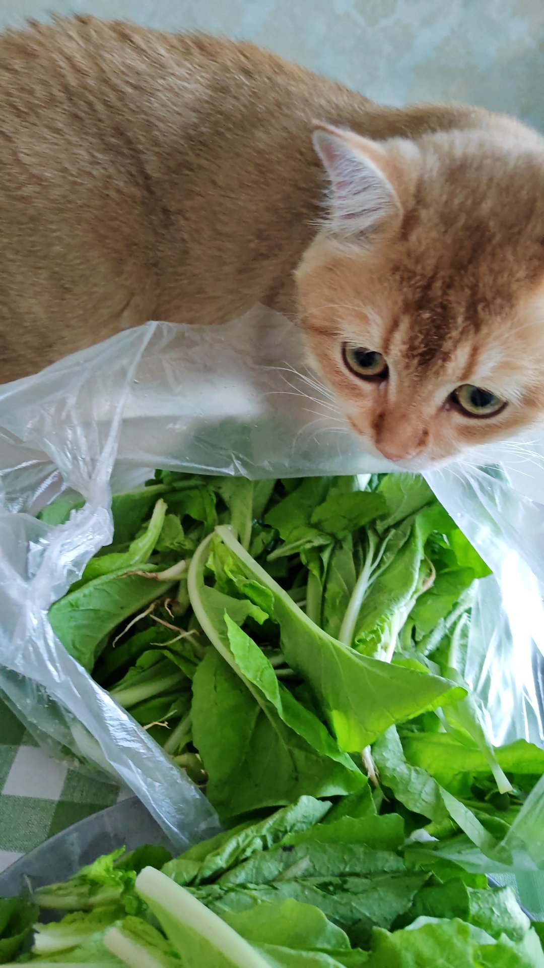 陪我摘菜的元宝晚饭陪伴宠物 ​​​