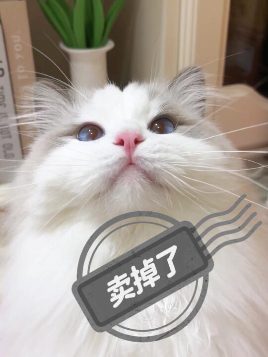 谁把我的小猫卖掉了😧（内附水印素材）