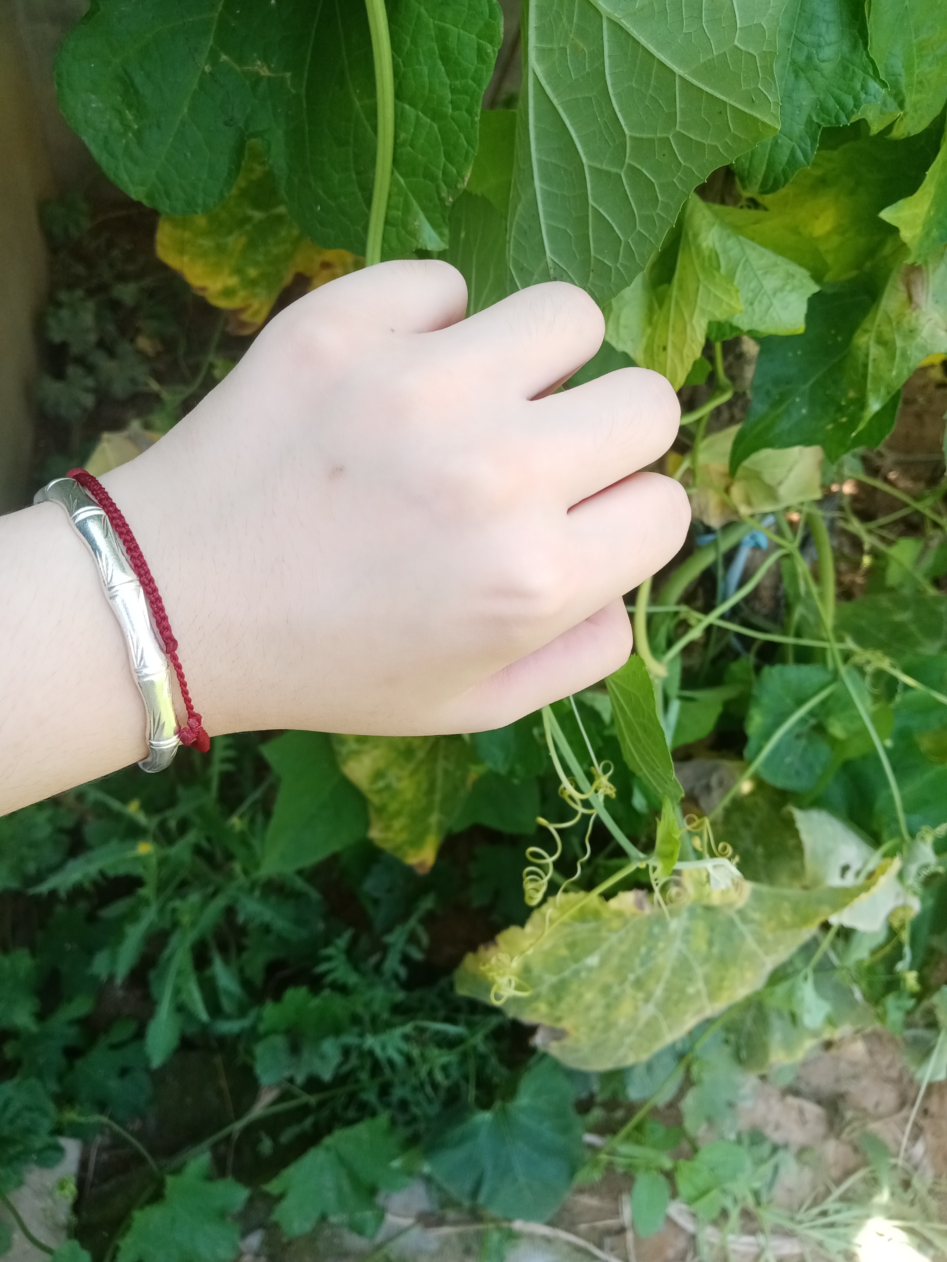绿色是真的显白 