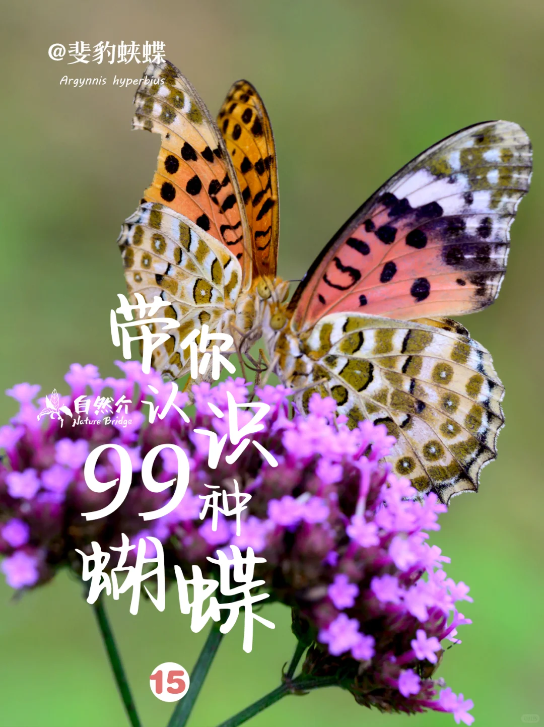 带你认识99种蝴蝶