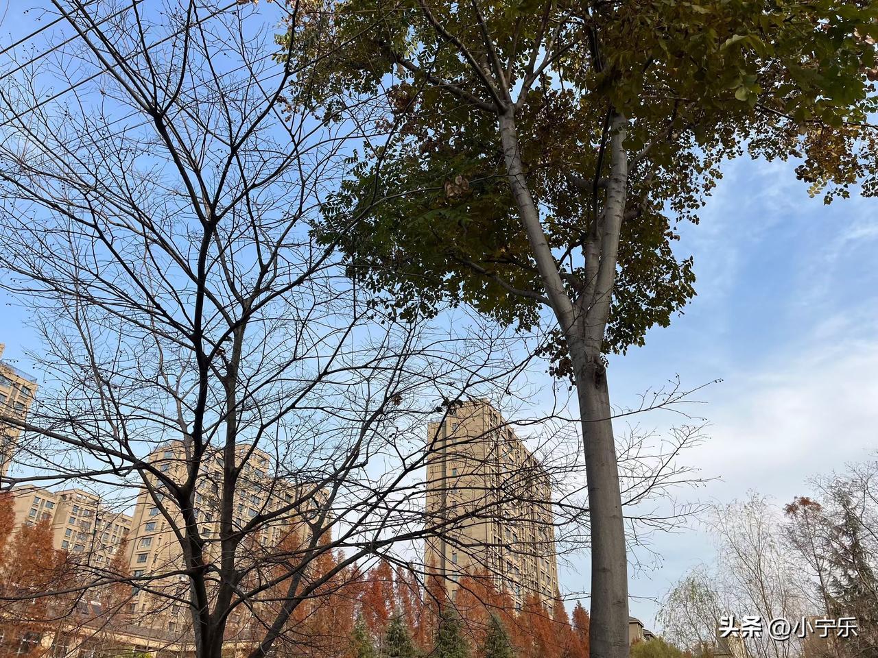 同事的父亲是一名厨师，有一级厨师证，早些年一直开饭店，饭店开了有二三十年，现在渐