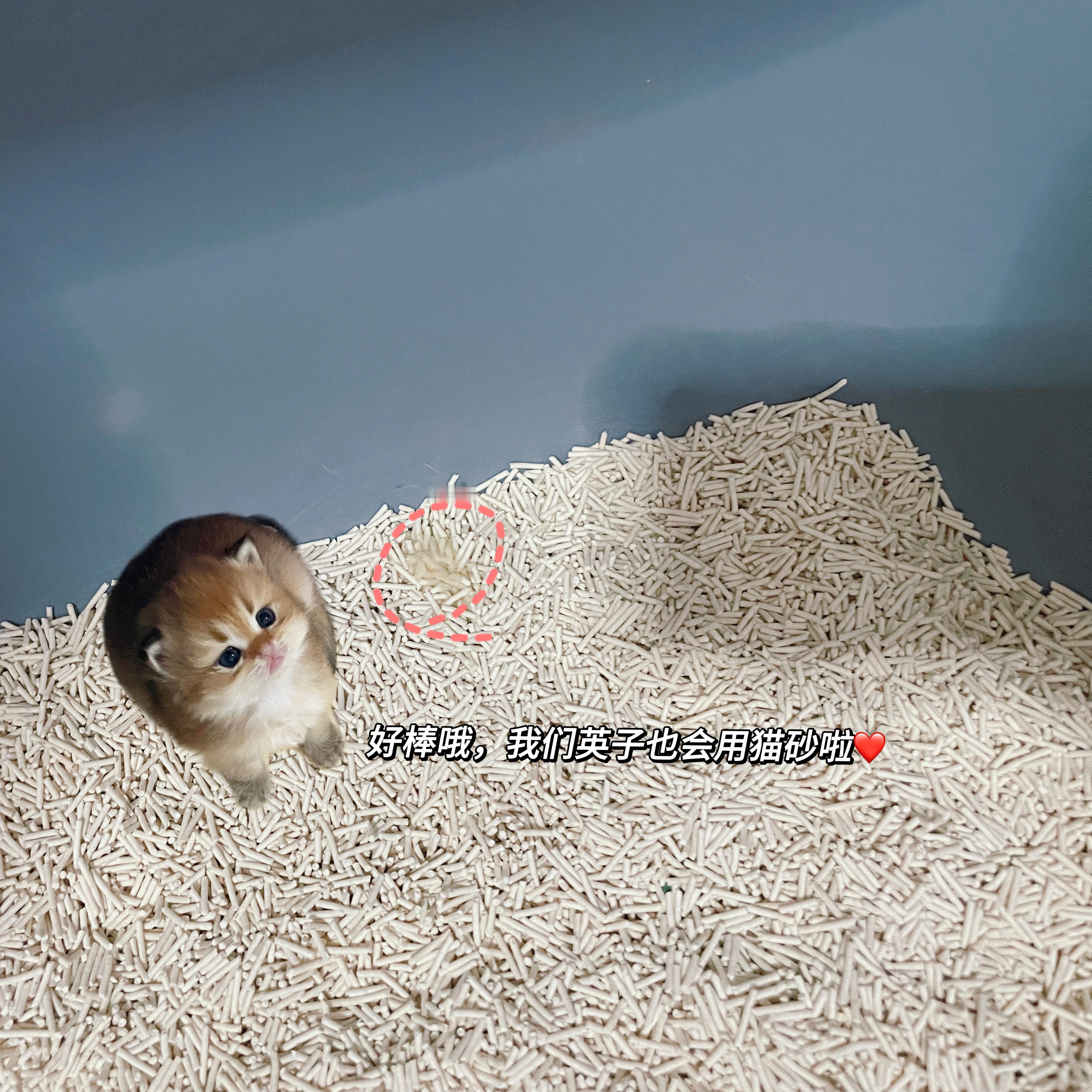 记录第二位学会用猫砂的小能豆#英国长毛猫##金渐层# ​​​