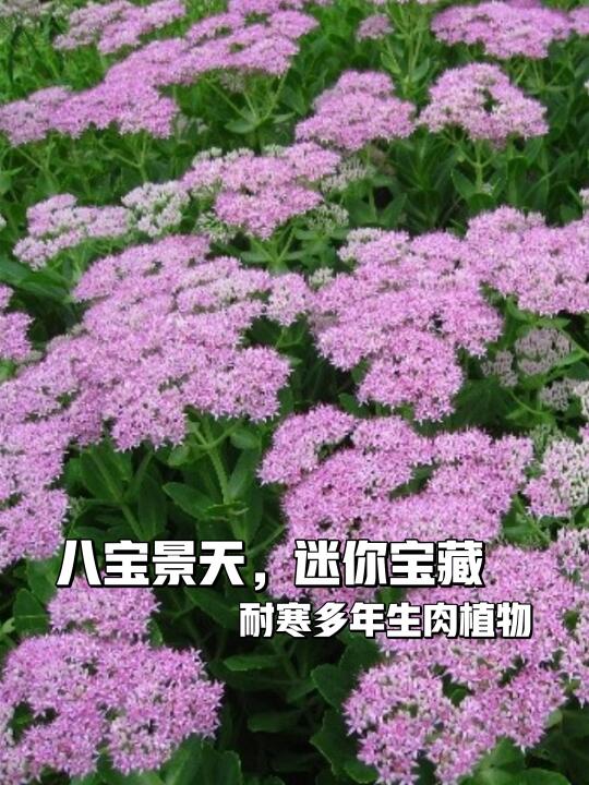 🌵路兮小农民八宝景天，萌翻天耐寒宝🌨️