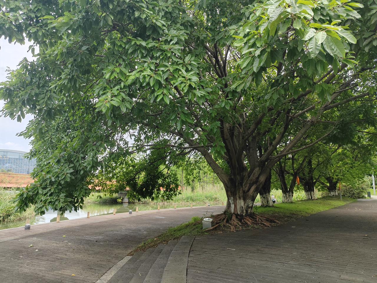 秋日生活打卡季 周末绕着家附近的城市公园走了三圈，才发现入秋之后这里才是真正的宝