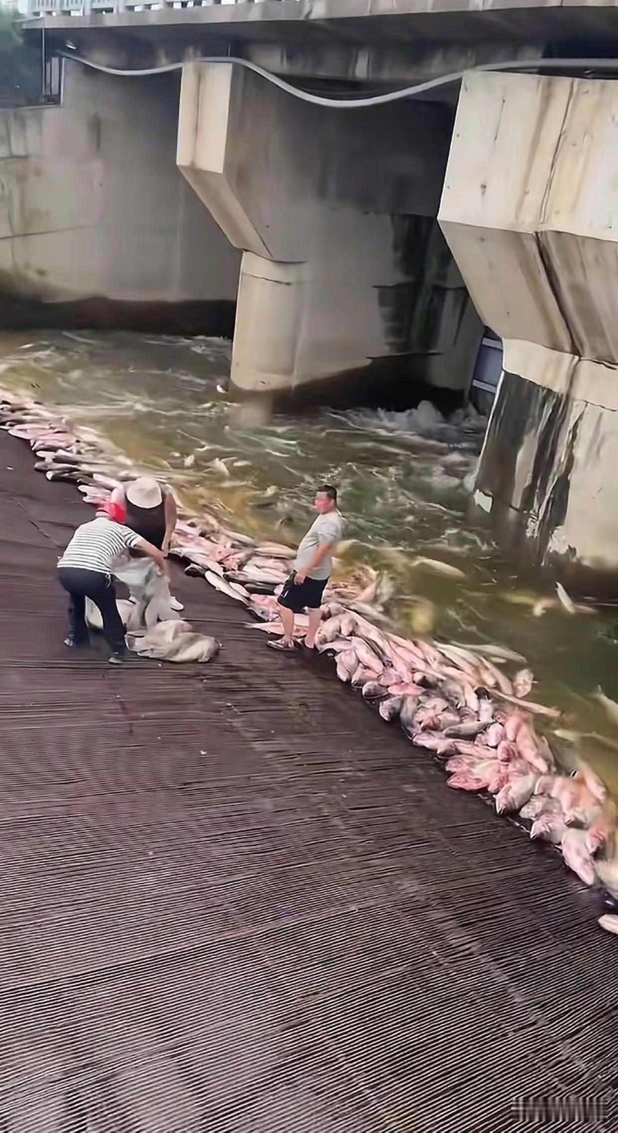 这是什么情况？我也想去捕鱼。[呲牙][呲牙][呲牙]