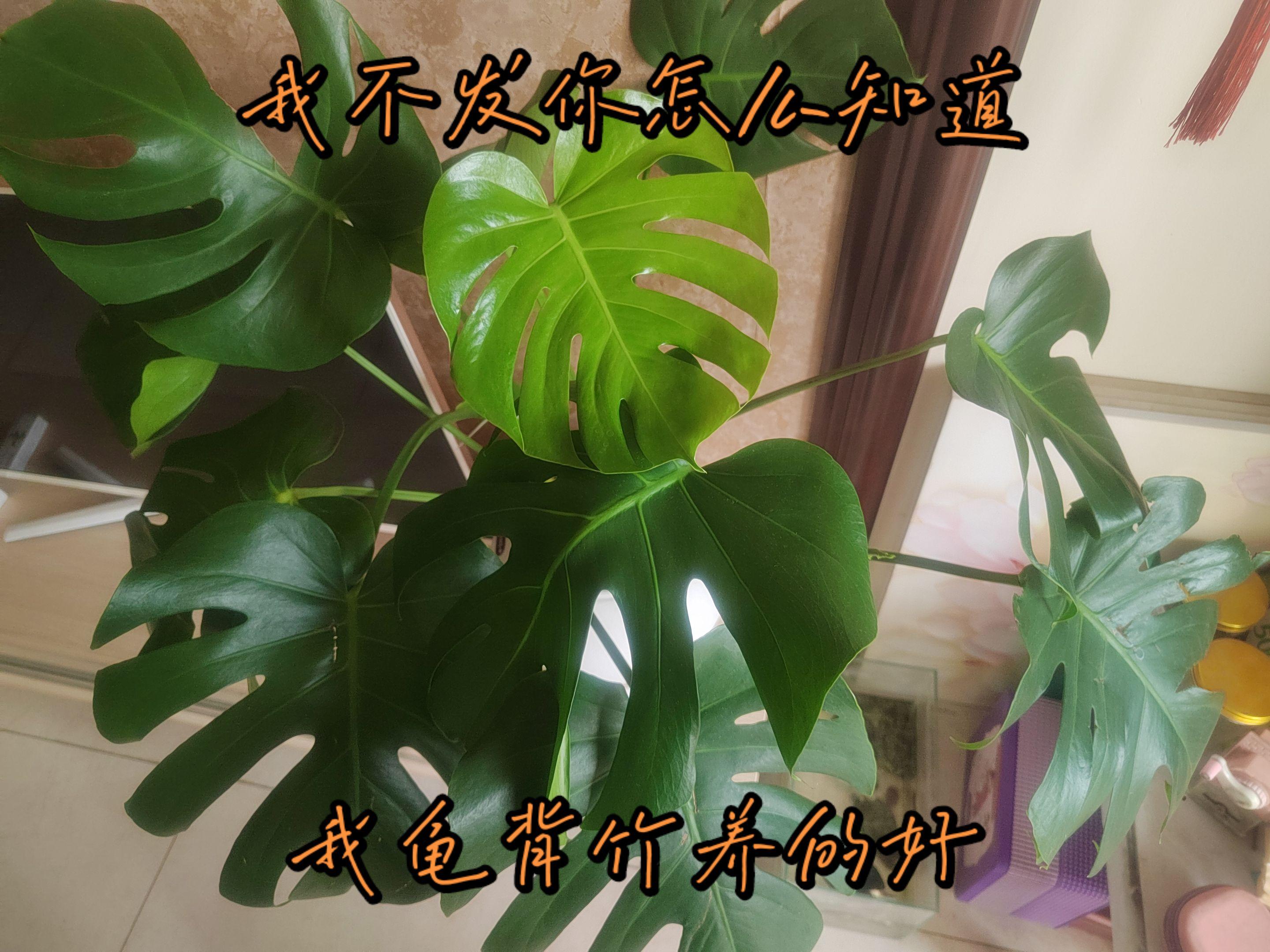 何必心存侥幸，何必太羞耻，随心所欲罢了！