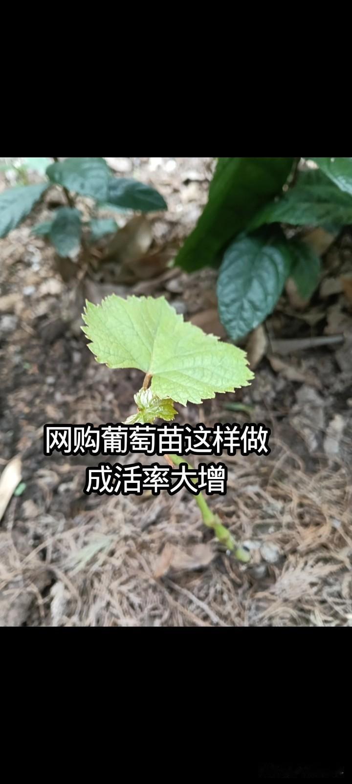 网购葡萄苗保命狠招！狠心剪枝反而更容易成活
 
5月29号8.8元入手了3株葡萄
