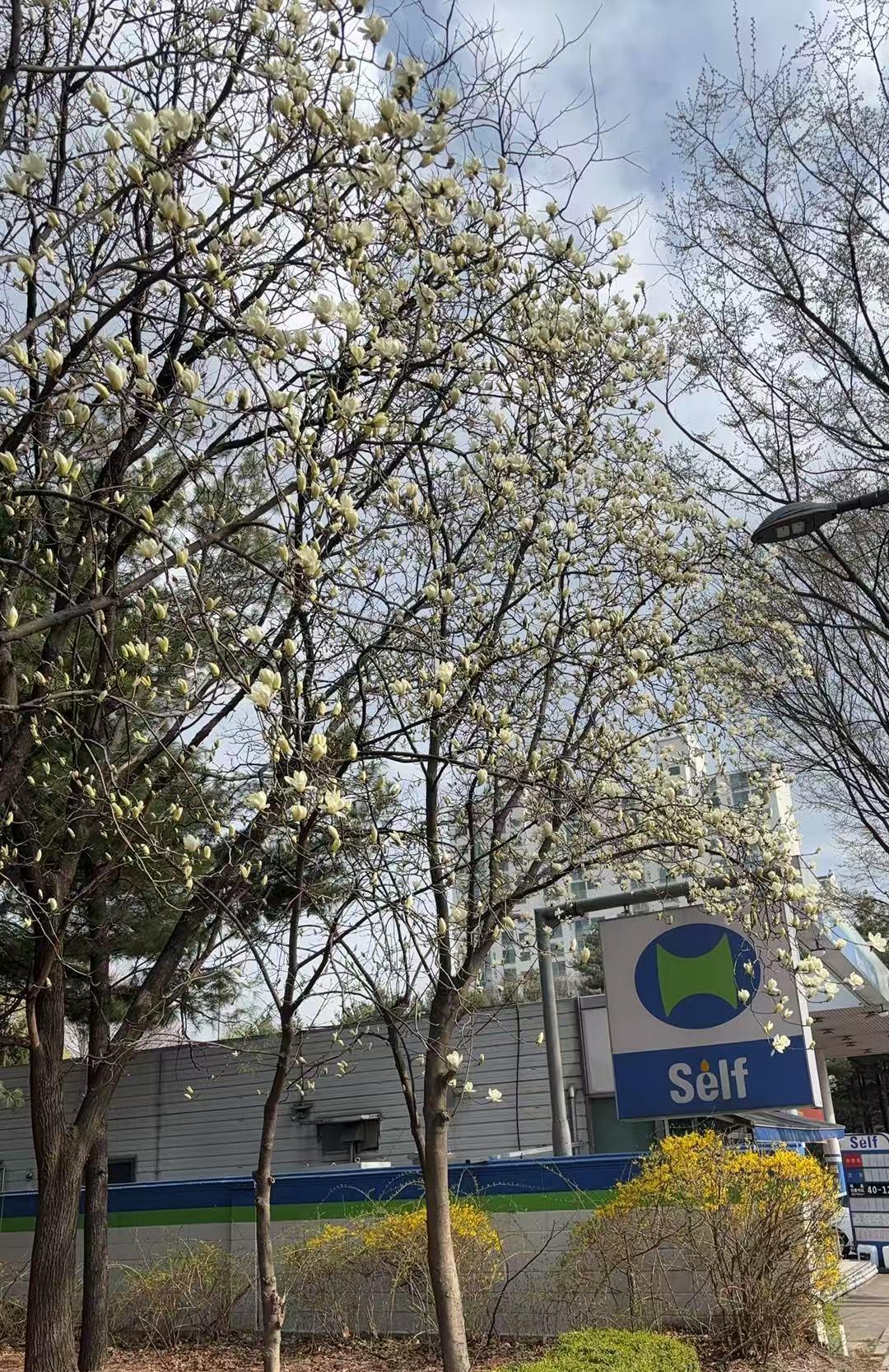 樱花开满街头，春天如约而至！
韩国