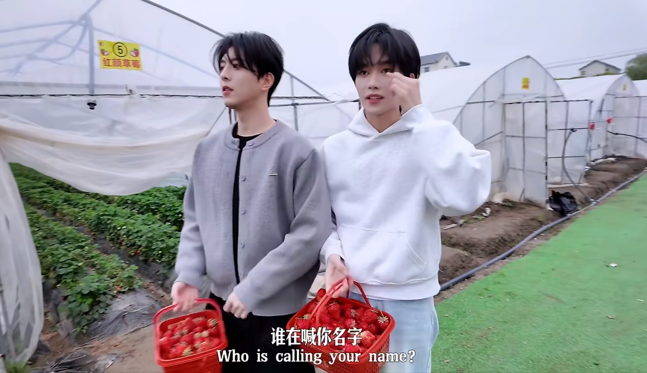其实我不仅想看摘草莓，我还想看星星邱邱种草莓
