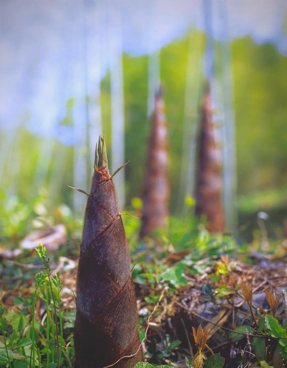 男子偷挖笋受伤向景区索赔被法院驳回  2025年10月，重庆綦江男子刘某某购票进