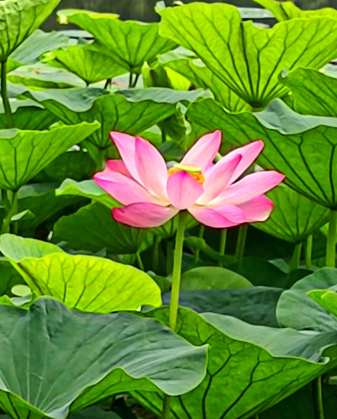 夏日风光无限好，各地景色都不同，随手拍下一美景，留给夏天的回忆。