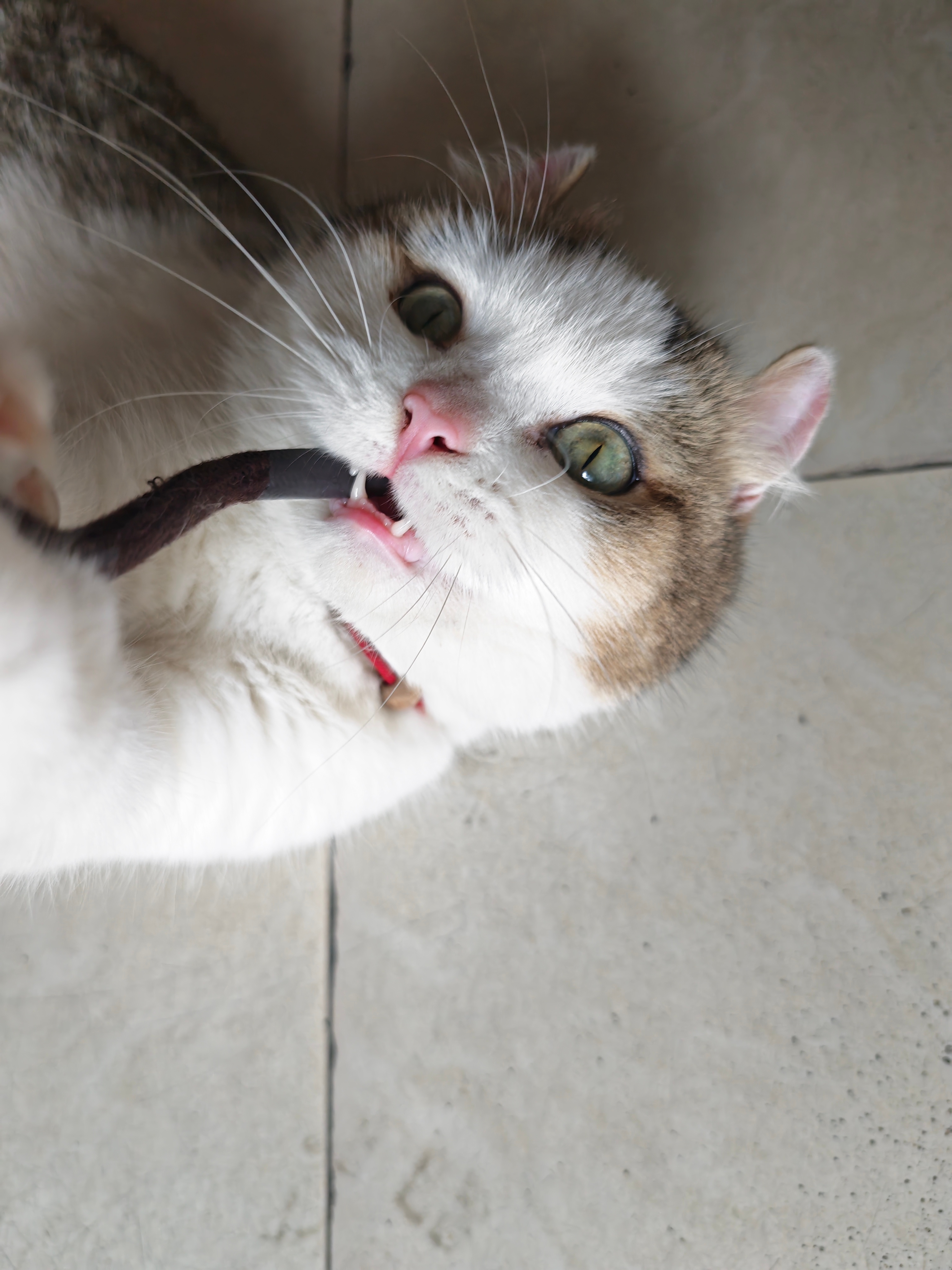 荣耀Magic8Pro 不是主打拍照的手机但是动图记录生活贼美10张有九张都可以