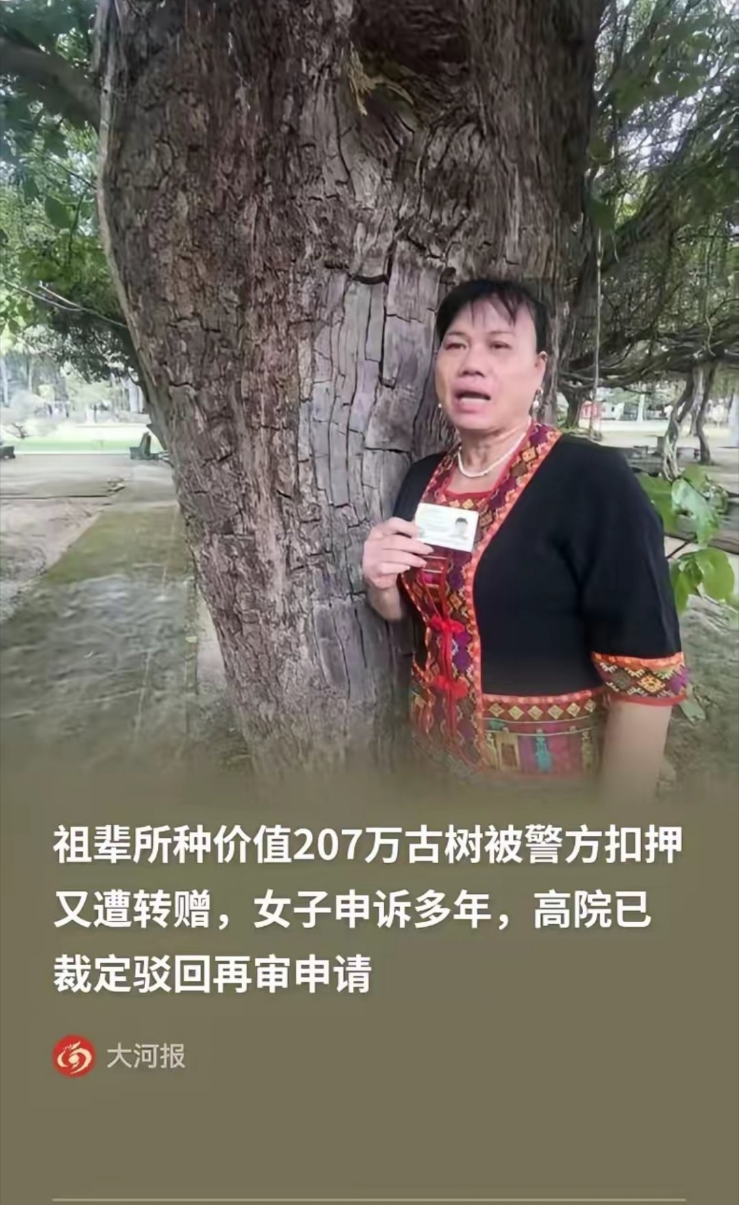 海南，一女子的种了一颗价值207万的百年重阳树，却在夜里被人连根拔走，女子赶紧报