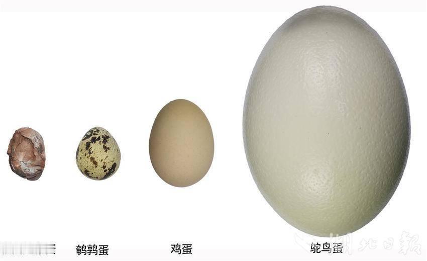 These are the smallest fossilized dinosa
