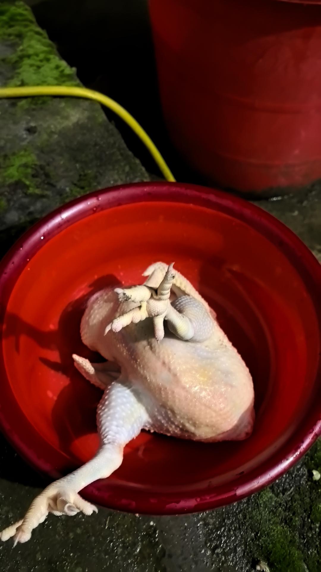 回老家过年。母亲过世了，父亲年纪大了，第一次学着杀鸡。人总要学着成长。