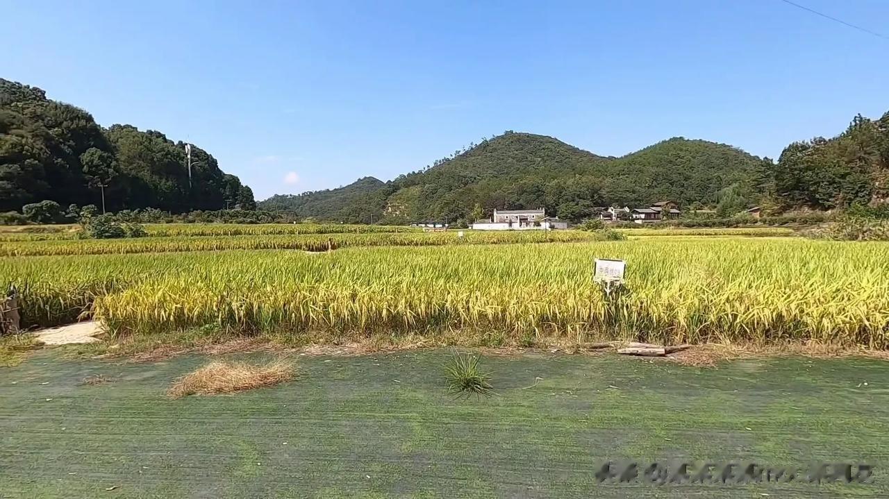 袁隆平爷爷故居。人杰地灵，扬名天下。
外行人看风景，内行人看门道。#袁隆平院士今