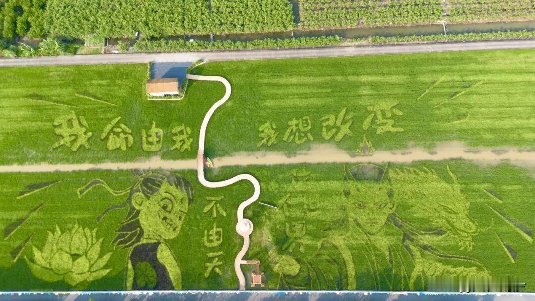 【南沙横沥群结村稻田画更新啦！】此前出圈的龙舟稻田画因为收割需要退场，很多南沙人