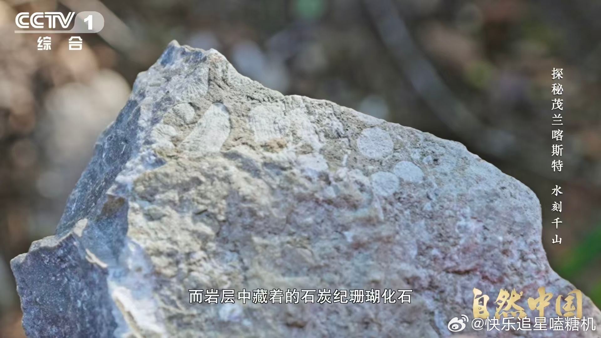 原来贵州曾是大海贵州山顶发现亿万年前珊瑚化石 贵州山顶藏着亿万年前的珊瑚化石，原