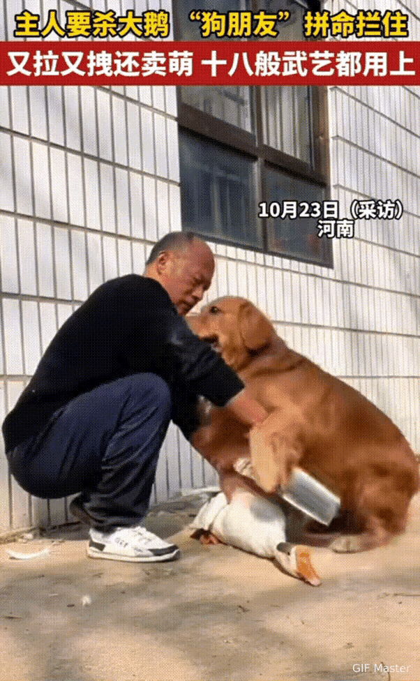 河南一犬护鹅挡刀引热议：跨越物种的情义，藏着最动人的生命温度
 
寒冬待客欲烹鹅
