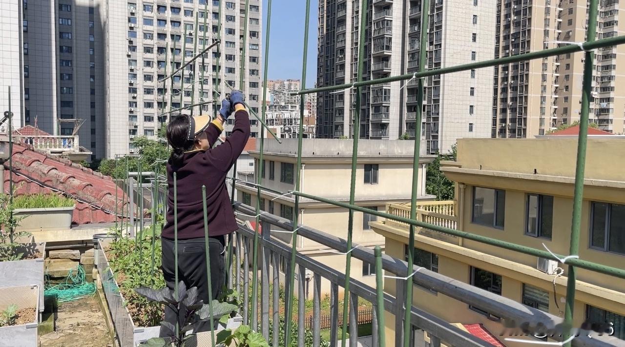五一劳动节：我家“5A景区”正式开放，老婆在阳台菜园忙出不去的理由让人感动
今天