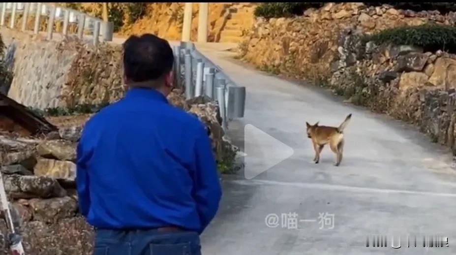 老狗临死前为什么不死家里？主要因为不想让有恩我的主人痛苦和难添，再增添他的负担和