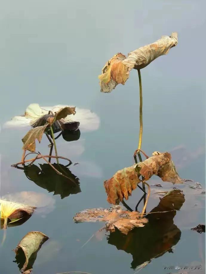 上联：？？？
下联：池塘落英有沉浮。