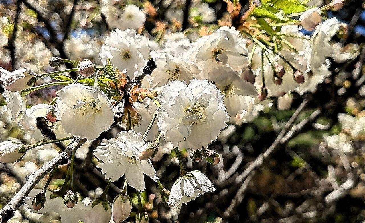 春日暖阳下，盛开的樱花树，蜜蜂采蜜忙。🌸🐝🌸