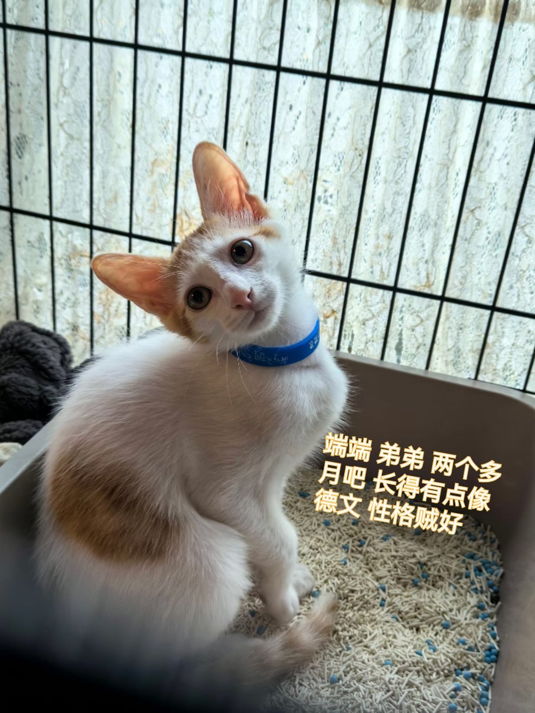 朋友们，前两天被遗弃的端端是不是德文串？这个脸怎么看起来有点像德文的样子？深圳领