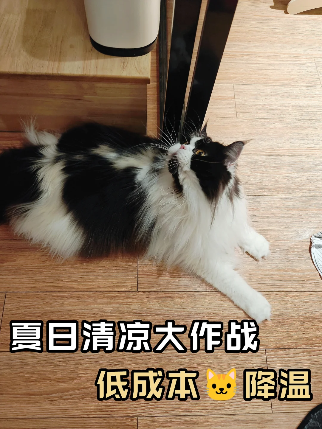 夏日低成本🐱降温